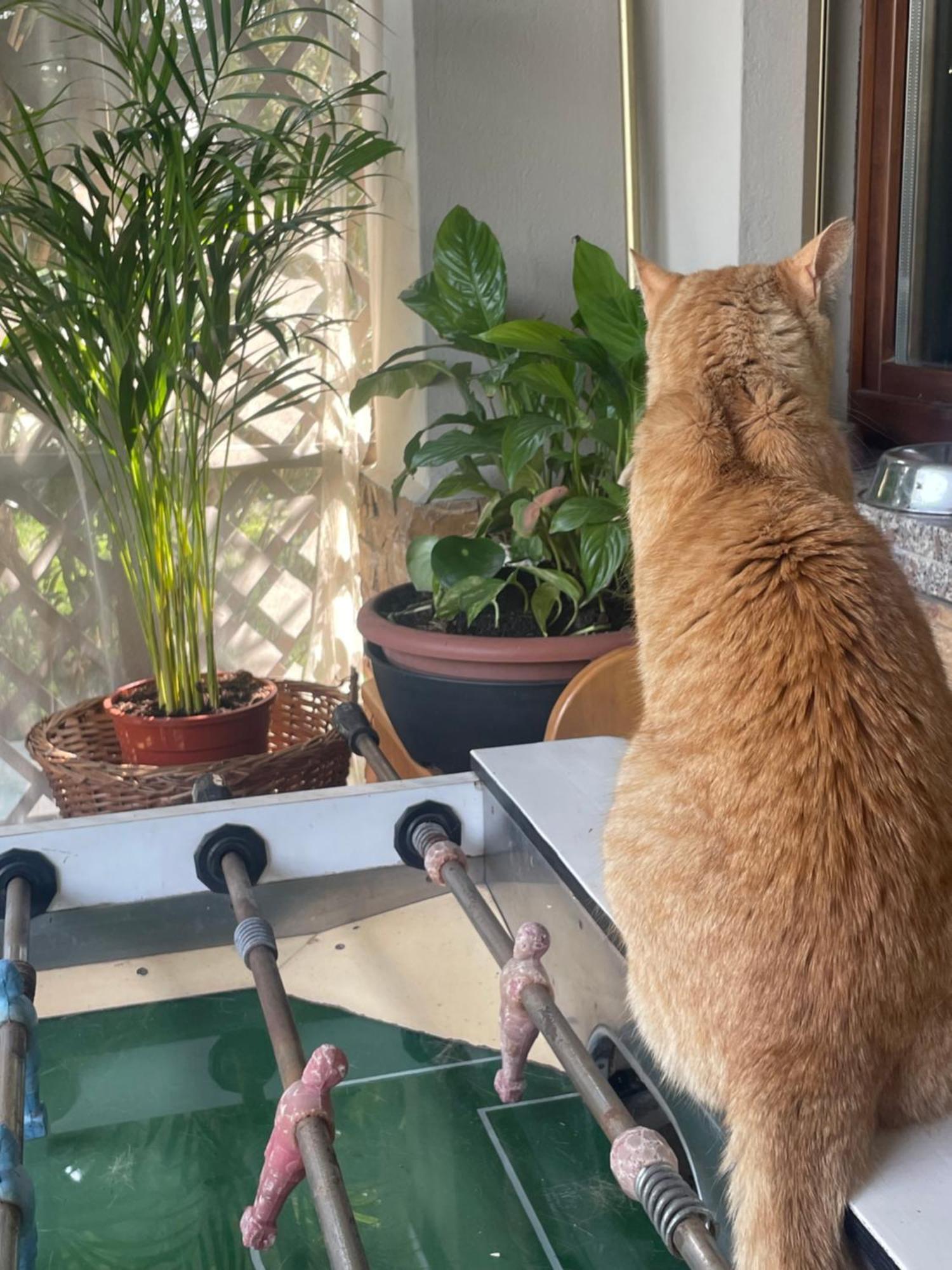 Il Giardino Di Emilia - Intero Appartamento In Villa Con Giardino Privato E Piscina Estiva Pontirolo Nuovo Εξωτερικό φωτογραφία